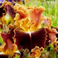 /album/a37/volcanic-glow-keith-keppel-r-2011-jpg/